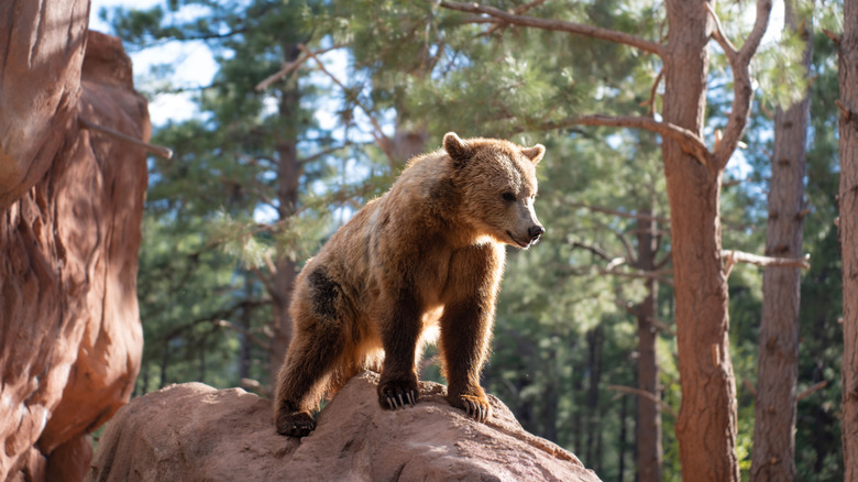 A grizzly bear at Bearizona Wildlife Park, Arizona