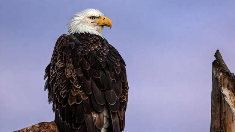 Bald eagle in South Dakota