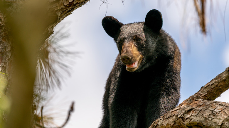 A black bear next to a tree in Ocala National Forest