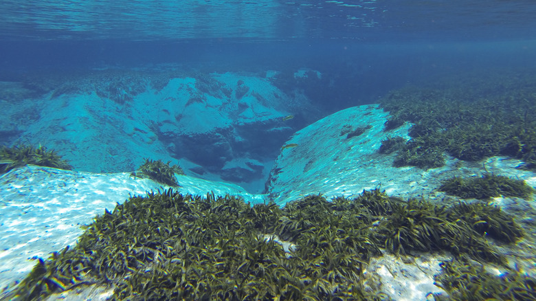 An underwater view of Alexander Springs