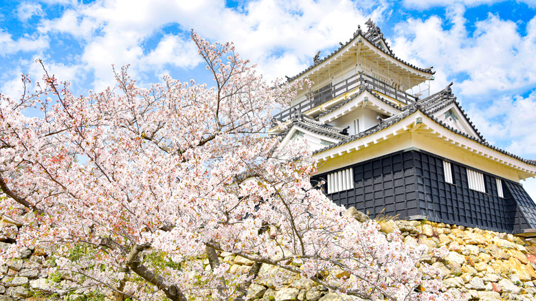 Hamamatsu Castle and cherry blossoms