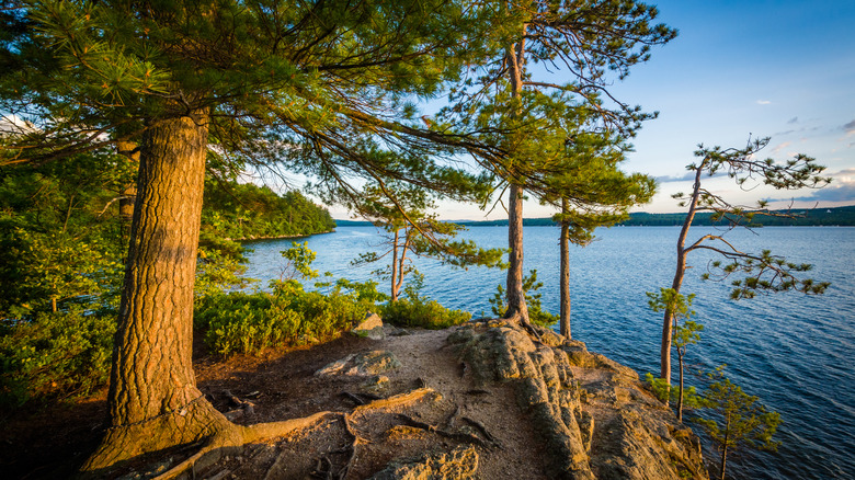 trees perched on top of a rock at Ahern State Park, Laconia, New Hampshire