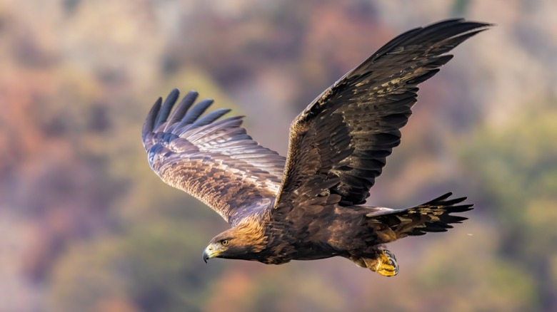 Golden Eagle soaring over the wilderness