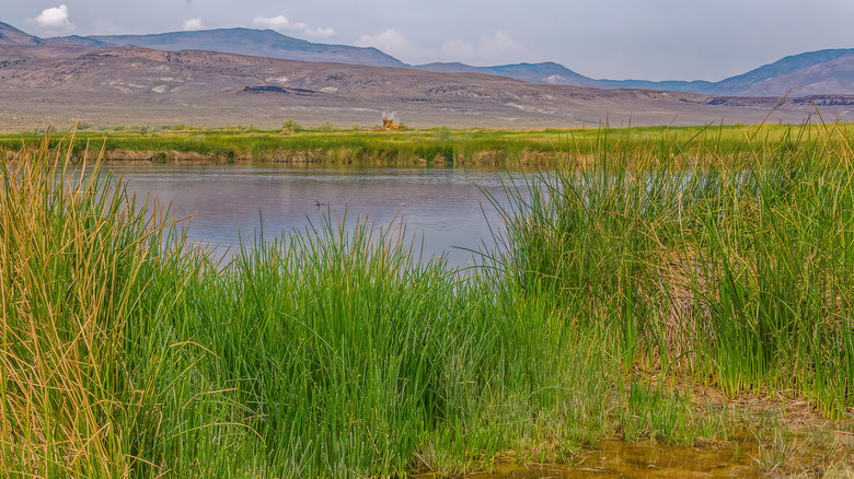 Fly Ranch Geyser landscape and hot springs