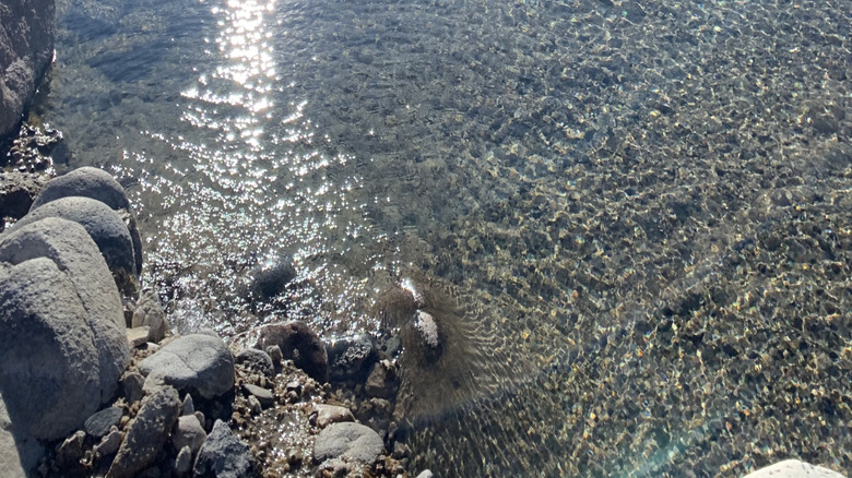 Kirkham hot springs thermal pool in Idaho