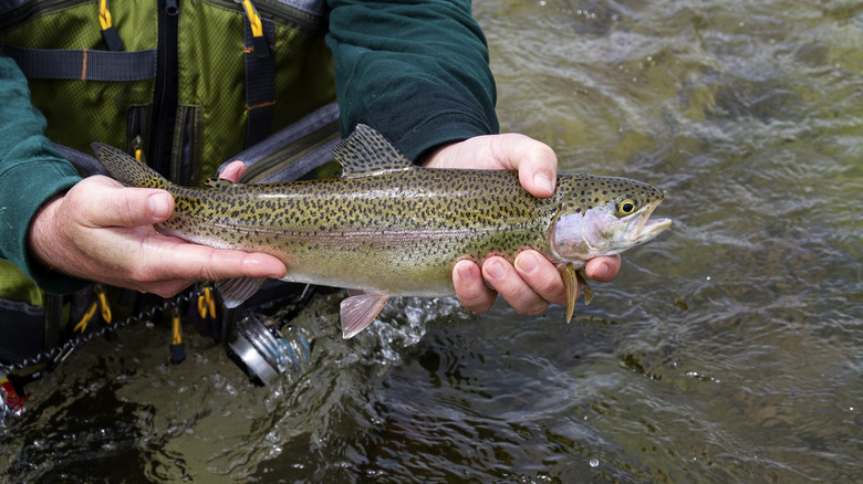 Angler holding a trout