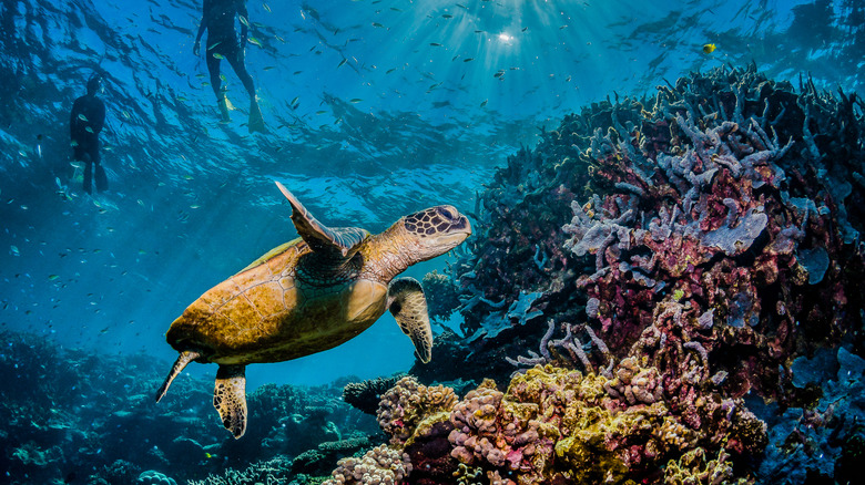 Sea turtle and colorful coral in Australia's Great Barrier Reef