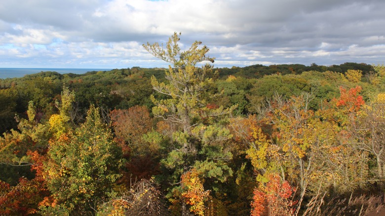 Admire Warren Dunes State Park's fall foliage