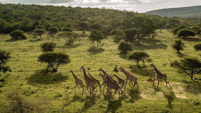 An aerial view of a herd of giraffes running in the Lapalala Wilderness reserve in South Africa