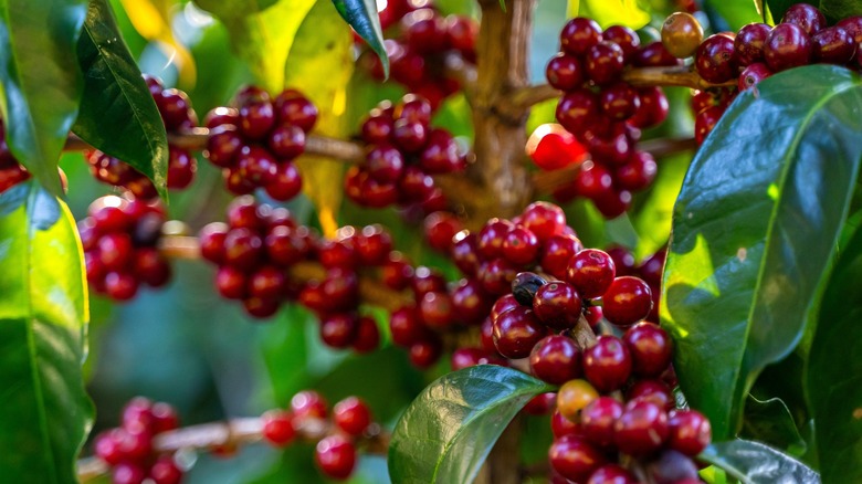 Premium red coffee beans ready for harvesting on a farm in Costa Rica