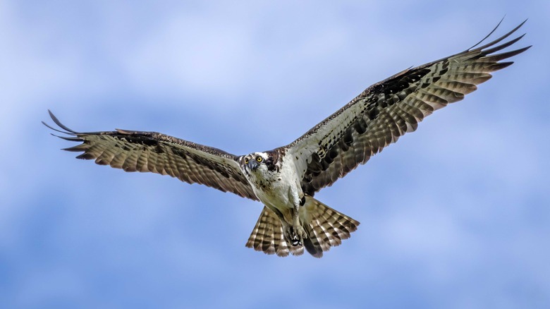 A majestic osprey flying in the sky