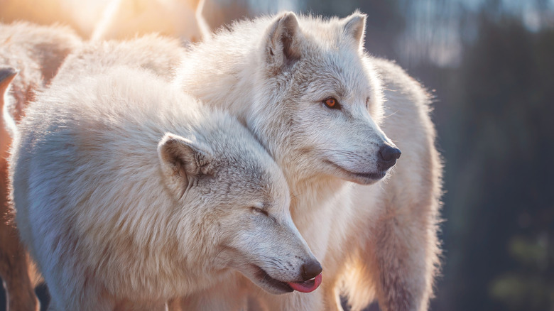 Arctic wolves