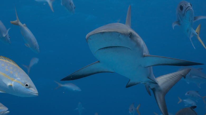 Shark swimming in the Caribbean