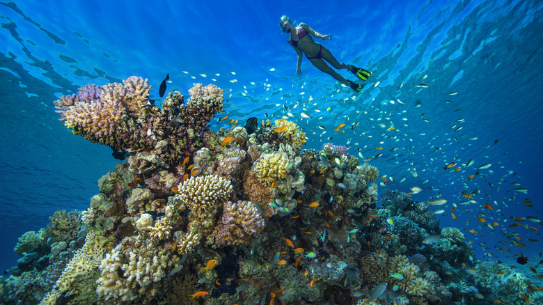 Snorkeler alone in the sea