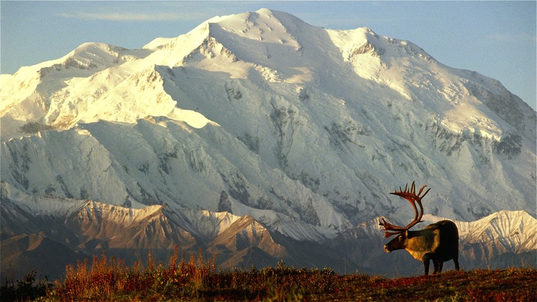 Mount Denali moose