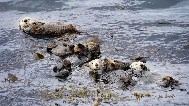 Otters floating in the ocean