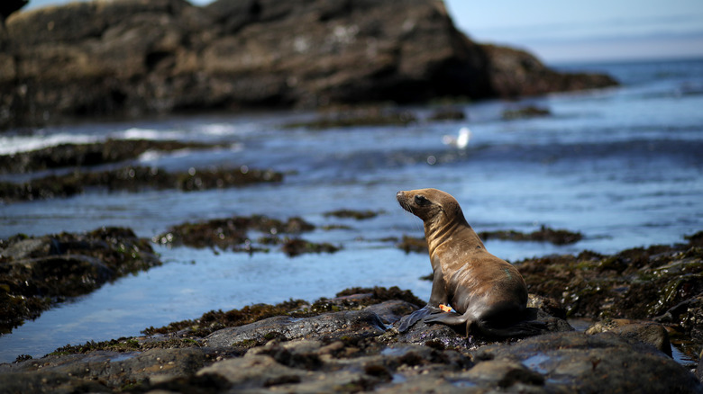 Sea lion basking on a rock