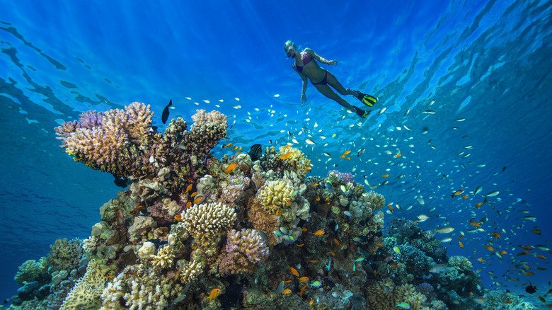 A person snorkeling above a coral reef in Hurghada, Egypt