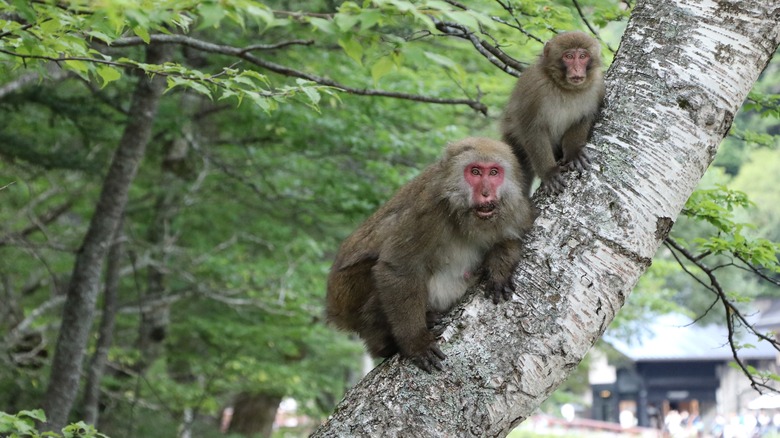 Japanese snow monkeys in a tree in Kamikochi, Japan