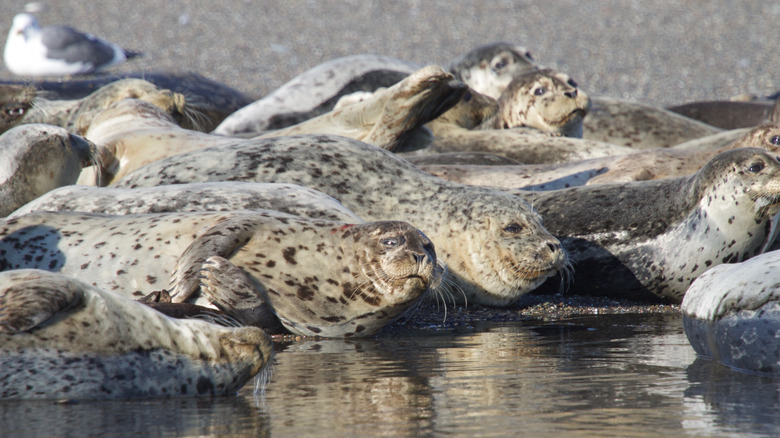 Seals at Goat Rock Beach