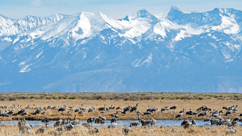 Cranes framed against the mountains at Monte Vista National Wildlife Refuge