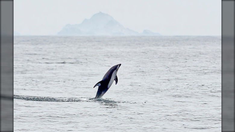 Dolphin jumping with the Farallon Islands in the background