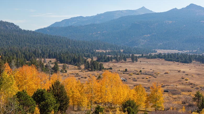 Fall colors on aspens in Hope Valley, CA