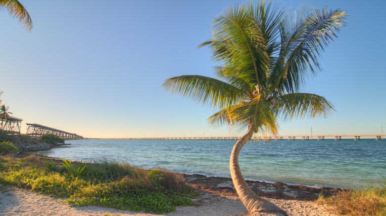 palm tree at Bahia Honda State Park in Florida