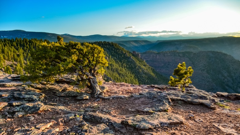 Trees on an overlook on the Canyon Rim Trail at Flaming Gorge National Preserve, Wyoming