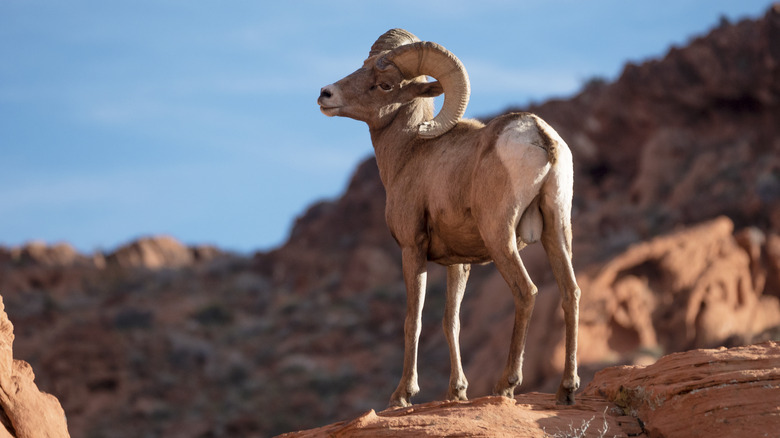 Bighorn sheep among the red rocks of Flaming Gorge National Preserve, Wyoming