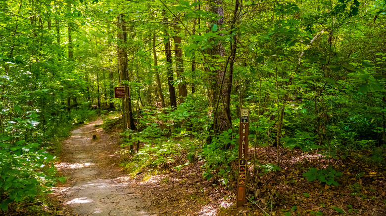 Yellow Branch Falls Trail in South Carolina