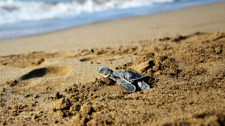 Loggerhead baby sea turtle crawling in the sand