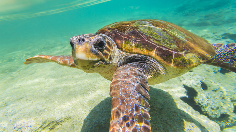 Loggerhead sea turtle swimming in crystalline water