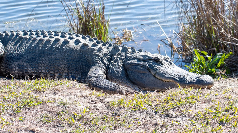 Alligator basking on shoreline