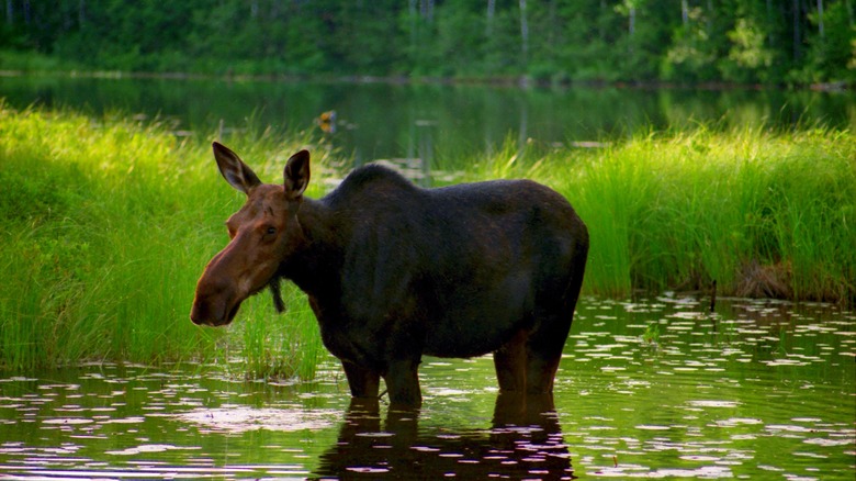 Moose in a lake