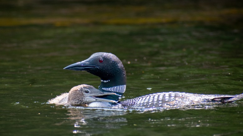 Loon and her baby