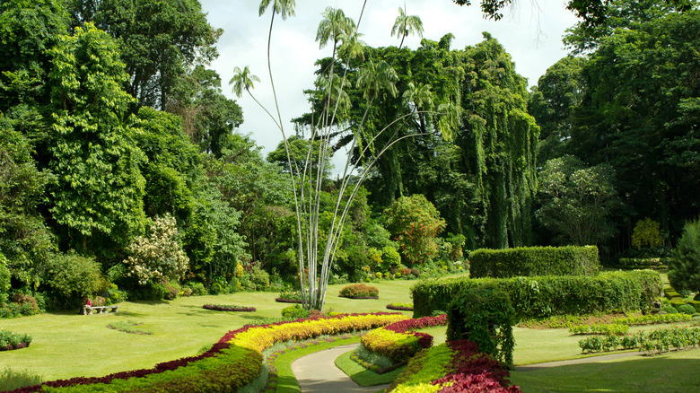 Trees and flowers in the Royal Botanical Gardens in Kandy, Sri Lanka