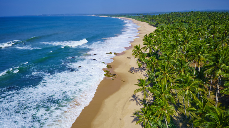 Aerial view of Tangalle beach next to palm trees in Sri Lanka