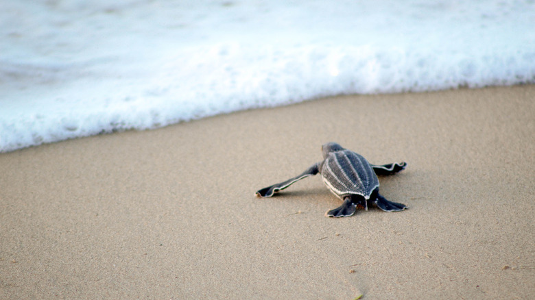 Sea turtle hatchling heading for the sea on a beach