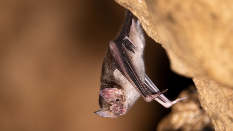 Bat hanging upside-down in cave