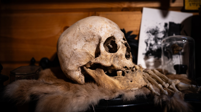 Human skull on top of fur in an oddities shop