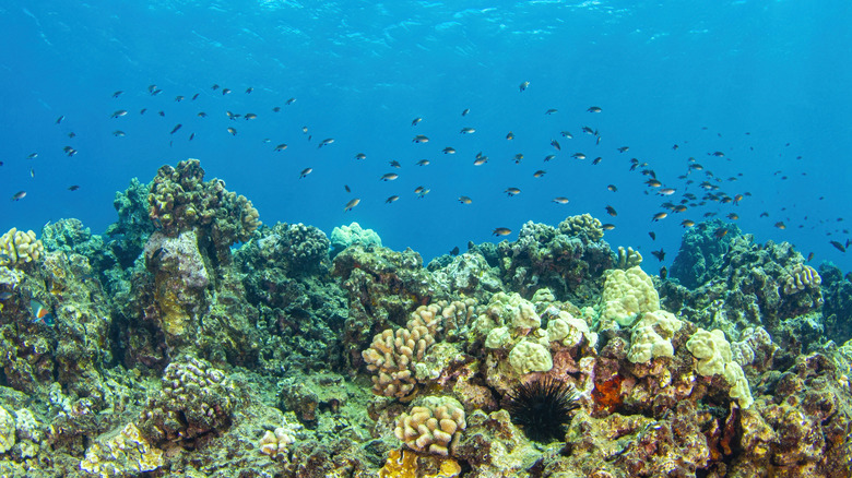 Coral reefs and fish near Kapalua