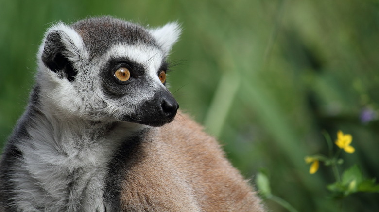 African Lemur in grasslands