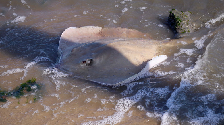 Atlantic stingray in the sand in shallow waters