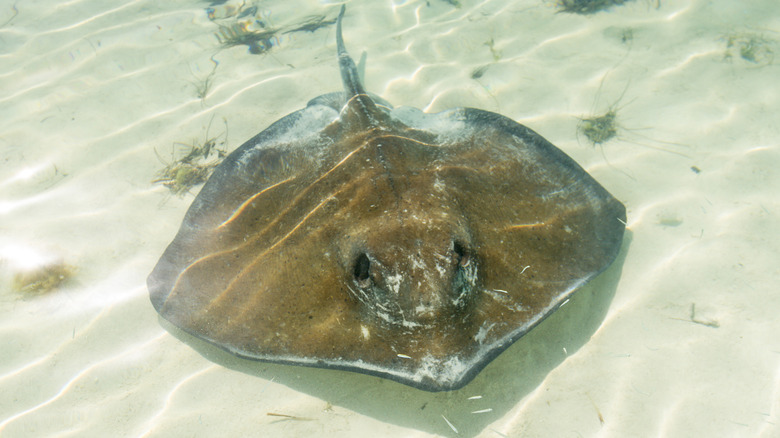 Bluntnose stingray near the ocean floor