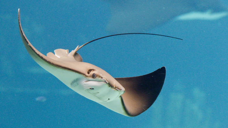 Stingray in open waters