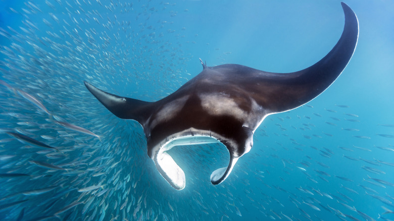 Manta ray hunting small fish