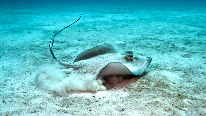 Southern stingray hunting near the ocean floor