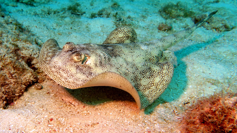 A yellow stingray near a coral reef