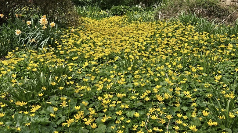 yellow flowers blooming in a garden